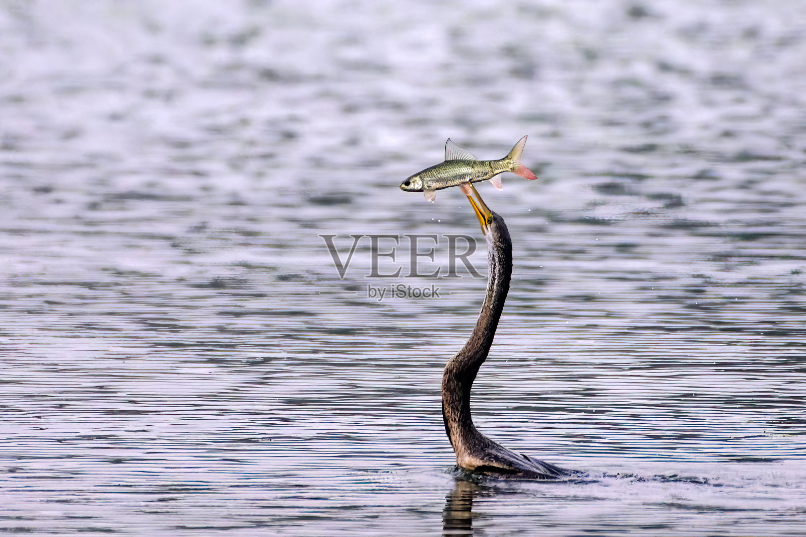 印度拉贾斯坦邦Keoladeo国家公园里的飞禽在捕鱼。照片摄影图片