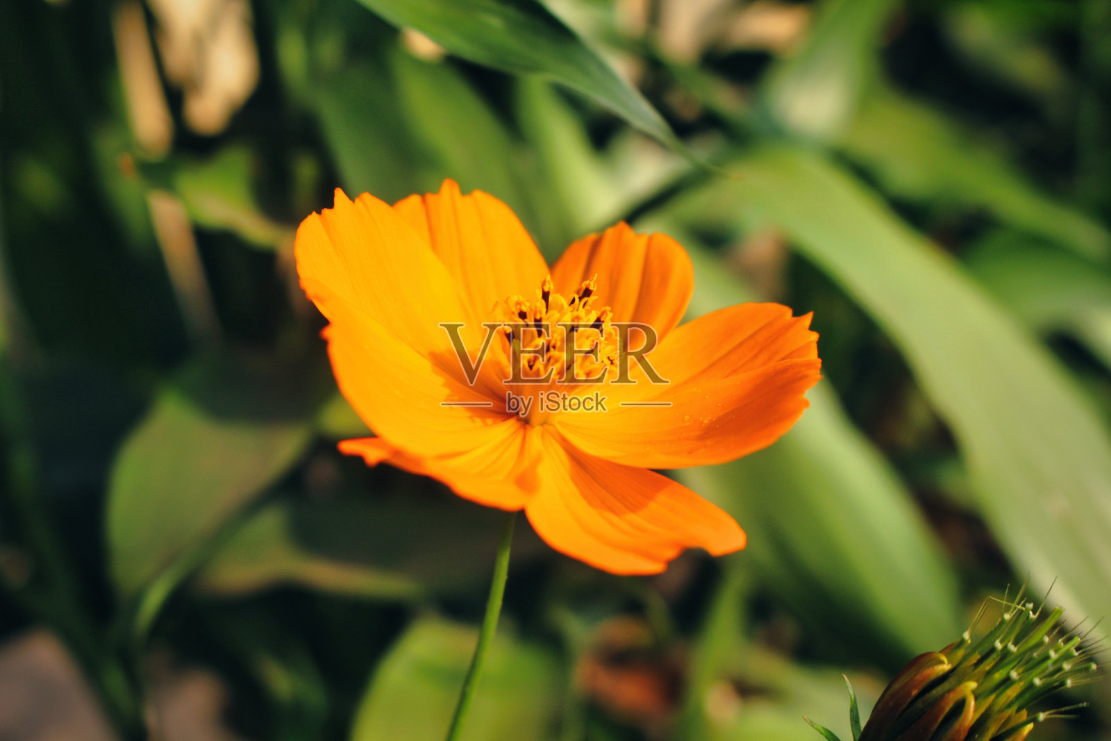 黄色kenikir花的背景照片摄影图片