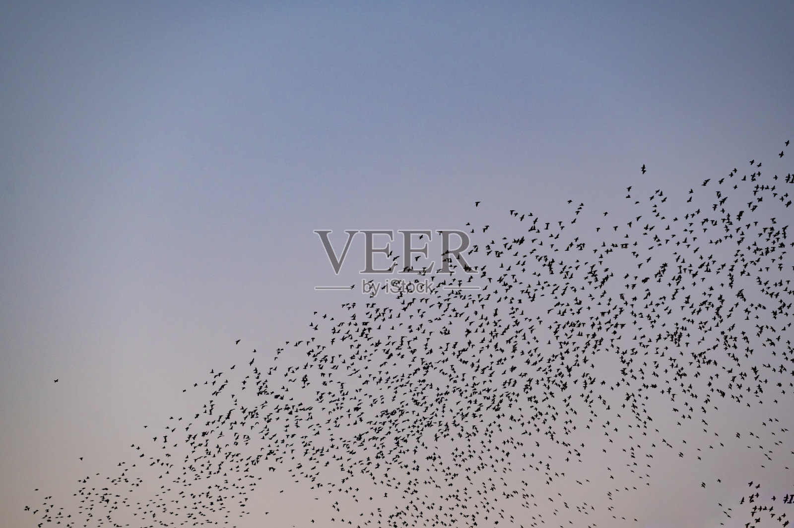 黄昏时，八哥与飞鸟在空中呢喃照片摄影图片