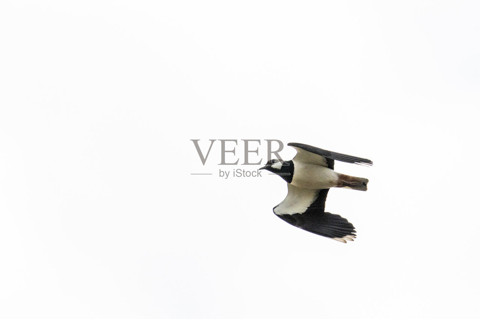 飞在空中的北田凫(Vanellus Vanellus)照片摄影图片