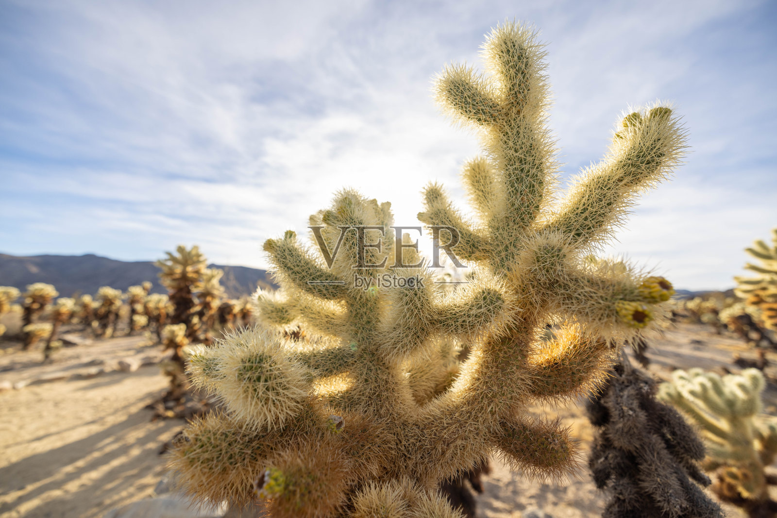 全罗魅力:探索迷人的仙人掌花园照片摄影图片