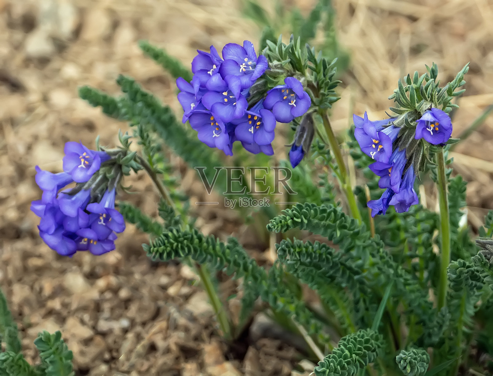 天空飞行员，美洲本土野花照片摄影图片