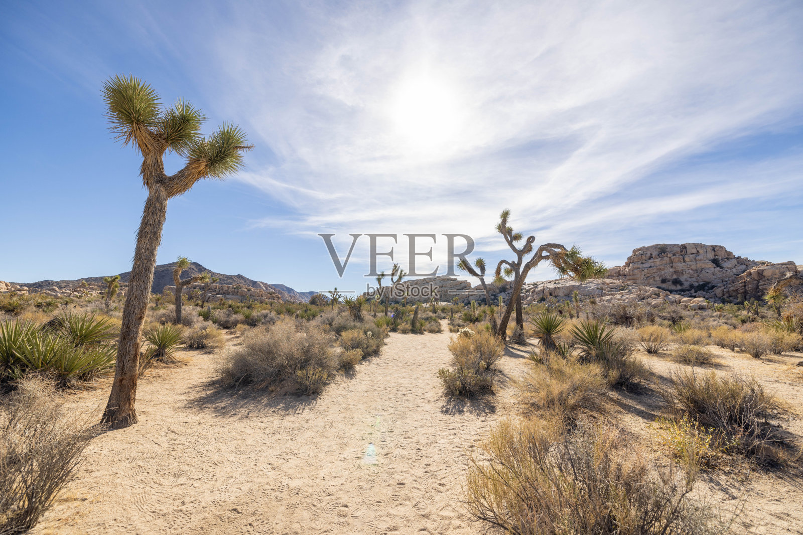 日光之舞:约书亚树在沙漠的寂静拥抱照片摄影图片