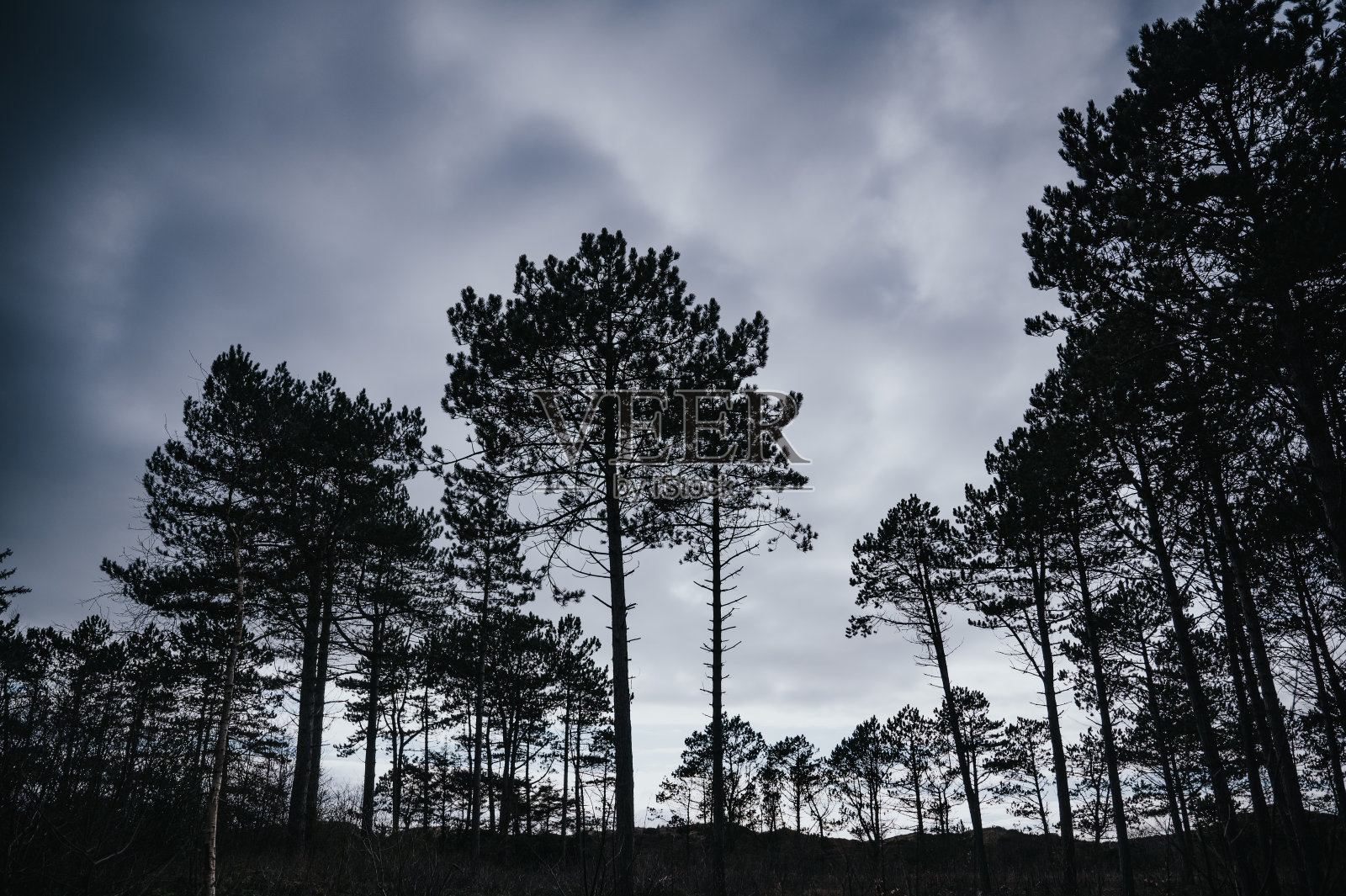 傍晚的天空有森林的剪影照片摄影图片