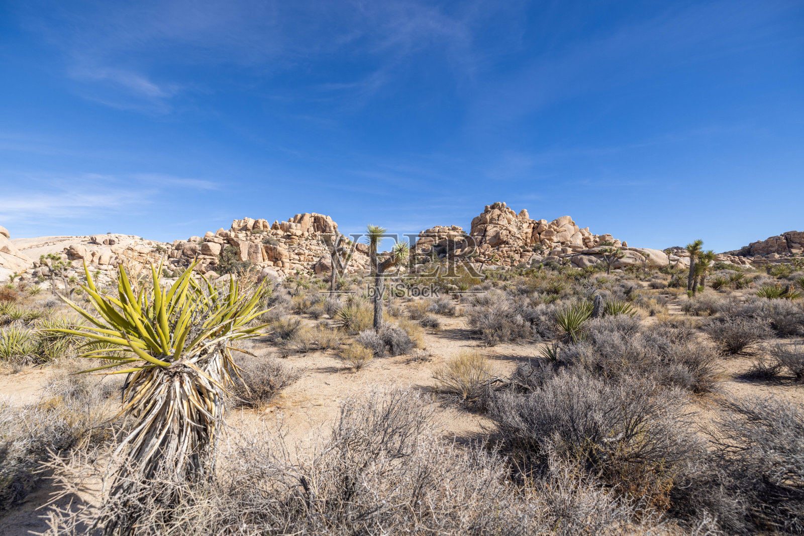 日光之舞:约书亚树在沙漠的寂静拥抱照片摄影图片