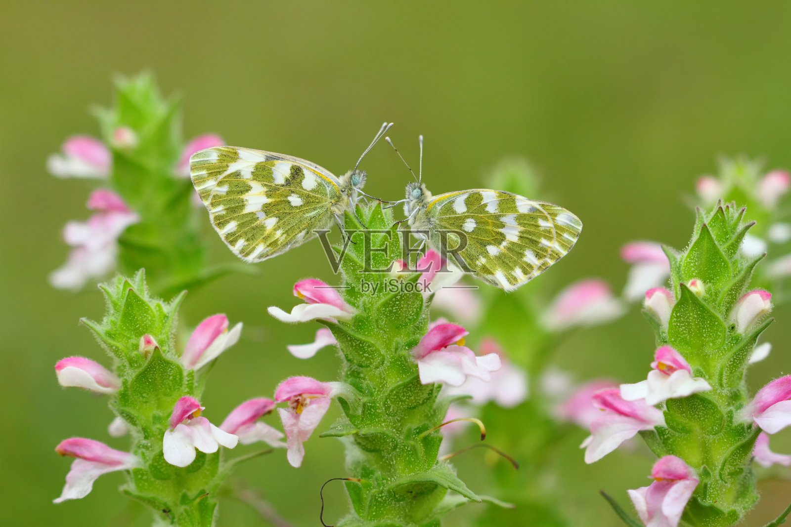 蝴蝶照片摄影图片