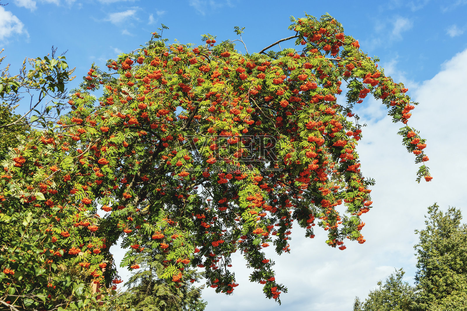 在天空的背景上，有浆果和叶子照片摄影图片