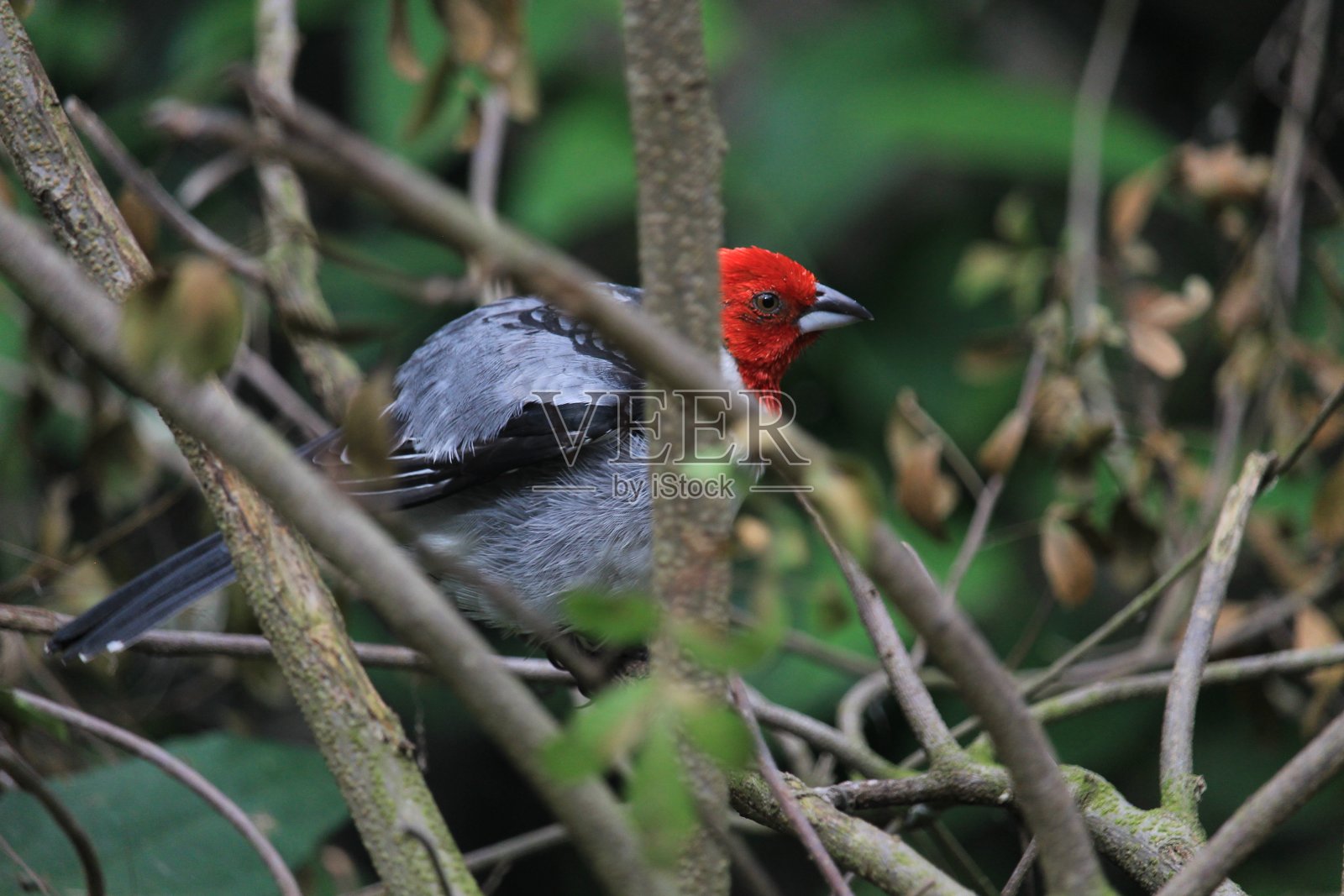 红色的红衣主教照片摄影图片