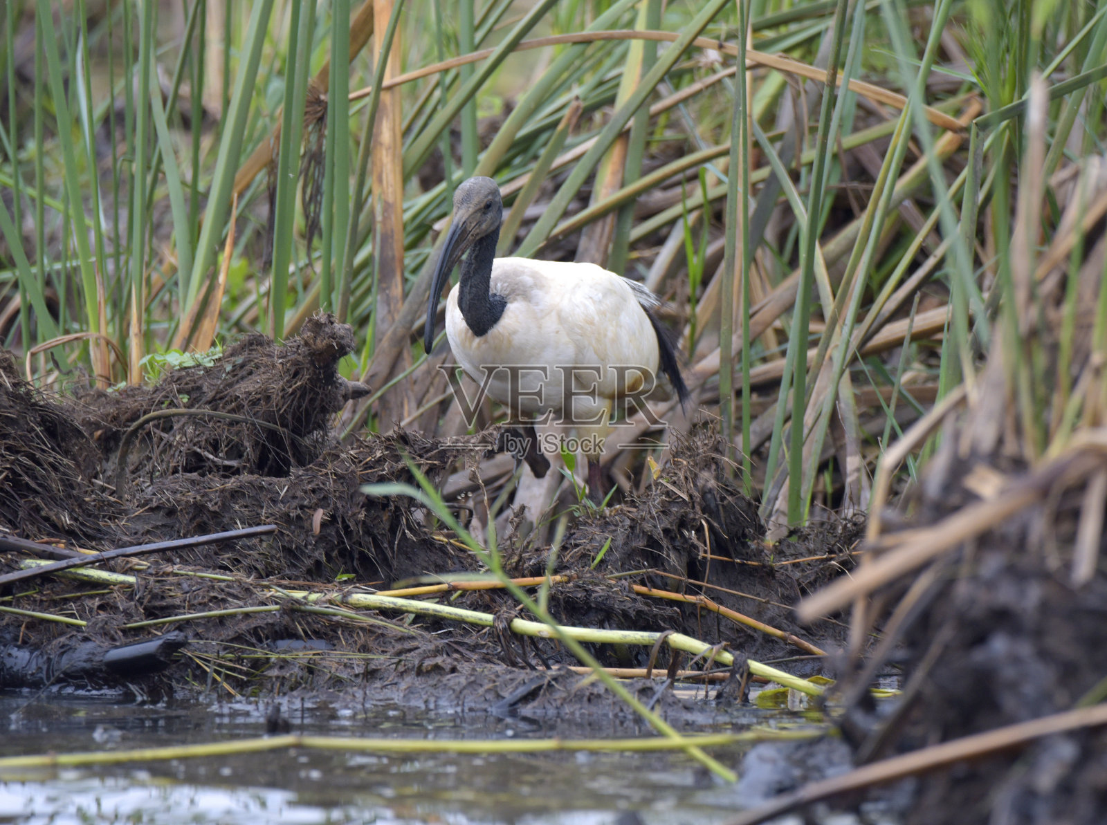 非洲埃及圣鹮照片摄影图片