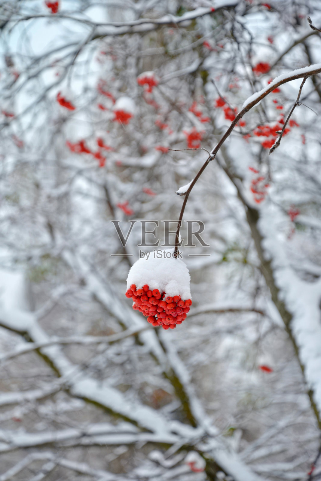 花楸被雪覆盖着照片摄影图片