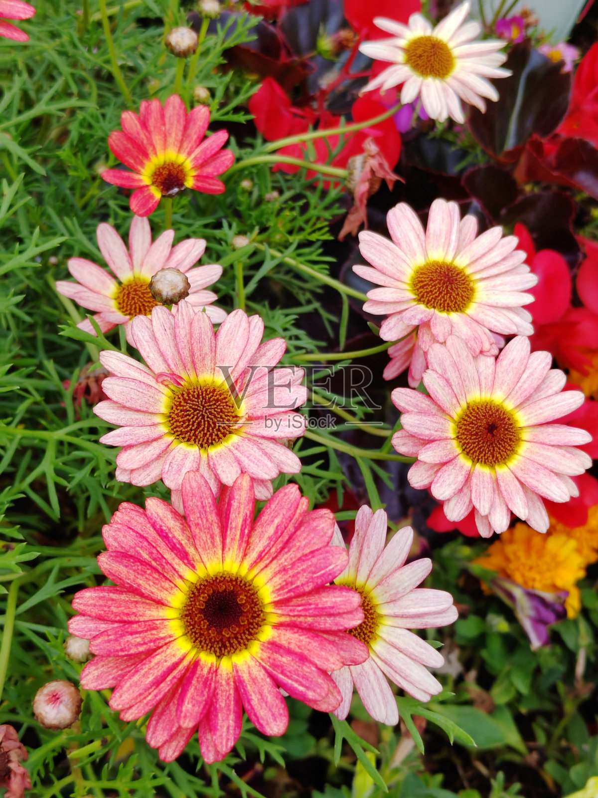 木茼蒿照片摄影图片