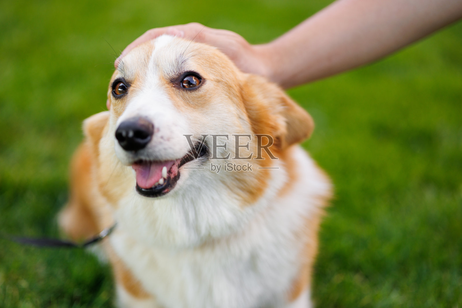 可爱的肖像，快乐的柯基犬品种在公园的绿色草地上日落。照片摄影图片