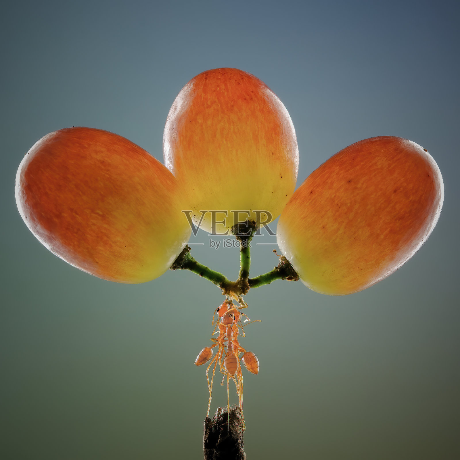 蚂蚁和树枝上的红葡萄照片摄影图片