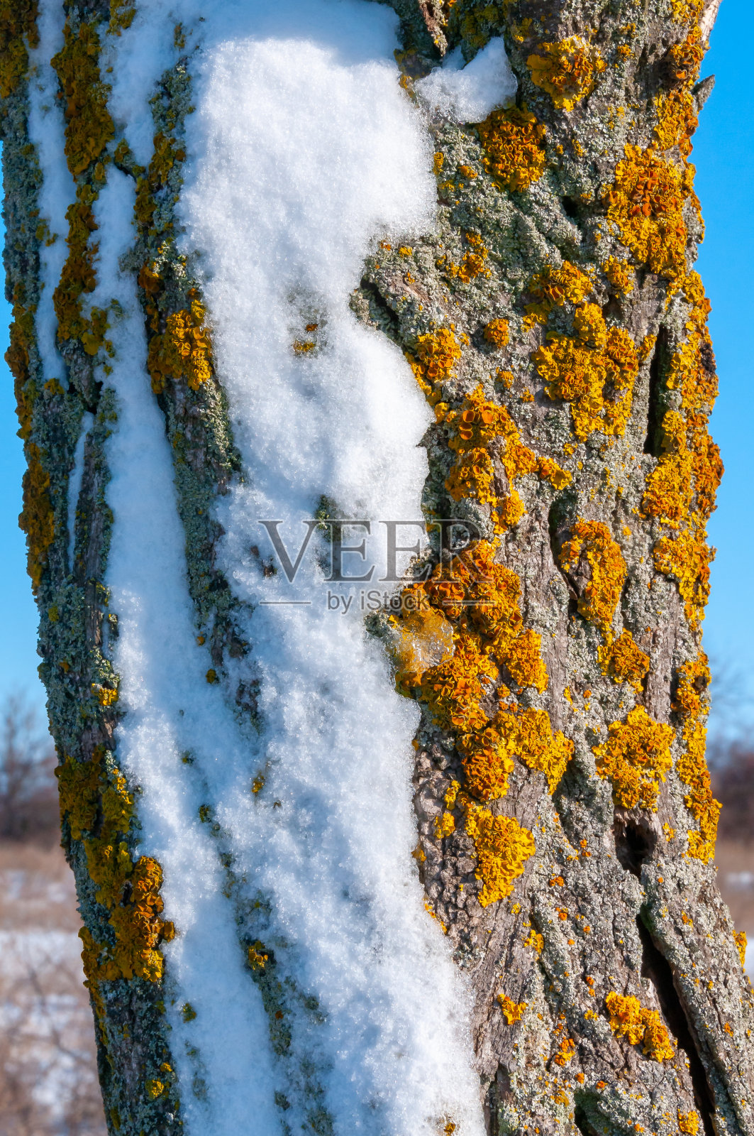 冬天，乌克兰蒂利古尔河口岸边，树干上的鳞片红色地衣照片摄影图片