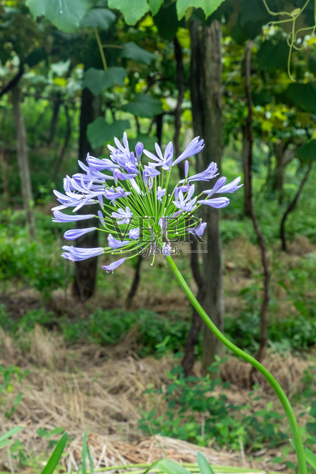 葡萄园里的花照片摄影图片