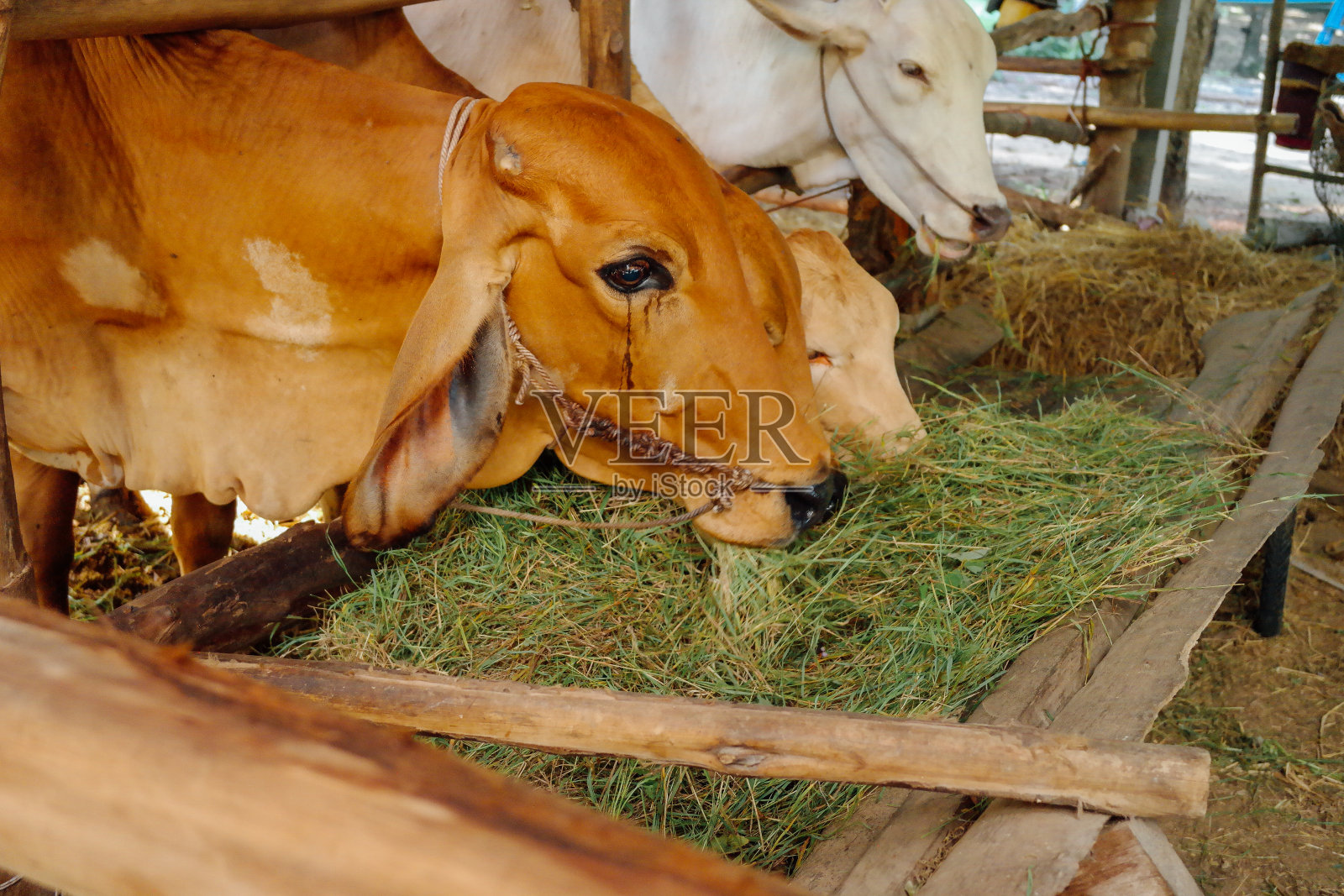 泰国养殖动物照片摄影图片