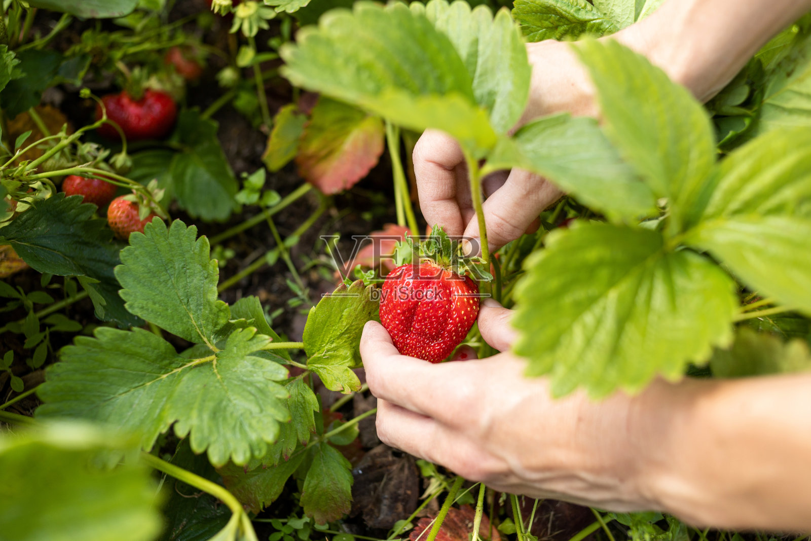 在农场收割草莓的妇女照片摄影图片