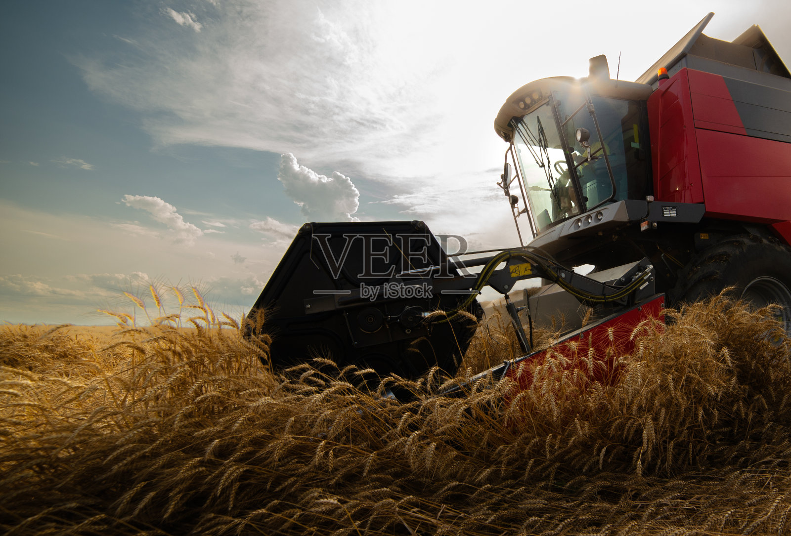 夕阳下在麦田里工作的收割机。照片摄影图片