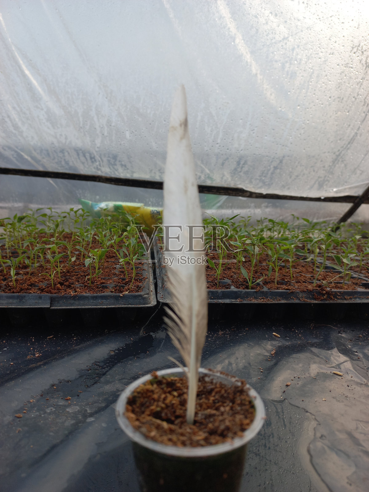 在种子生长杯里的父亲照片摄影图片