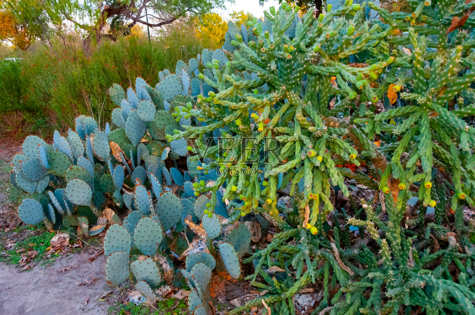 干燥的沙漠，沙漠植物群和仙人掌，德克萨斯州，美国照片摄影图片