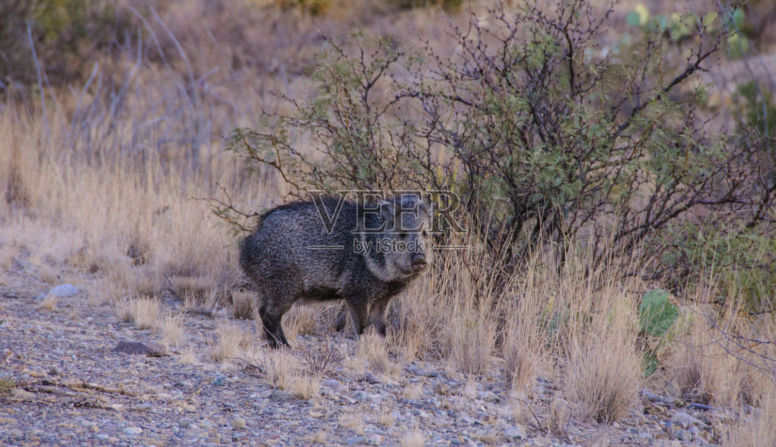 一对标枪女穿过德克萨斯州大本德国家公园的沙漠照片摄影图片