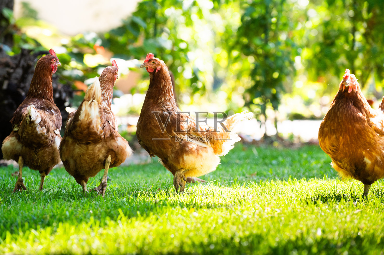 自由放养的快乐的红鸡在草地上散步照片摄影图片