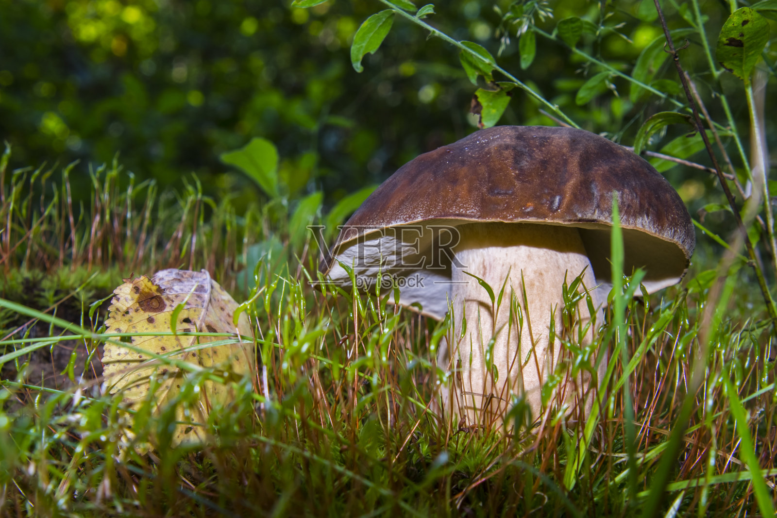 小圆面包或蘑菇在森林里照片摄影图片