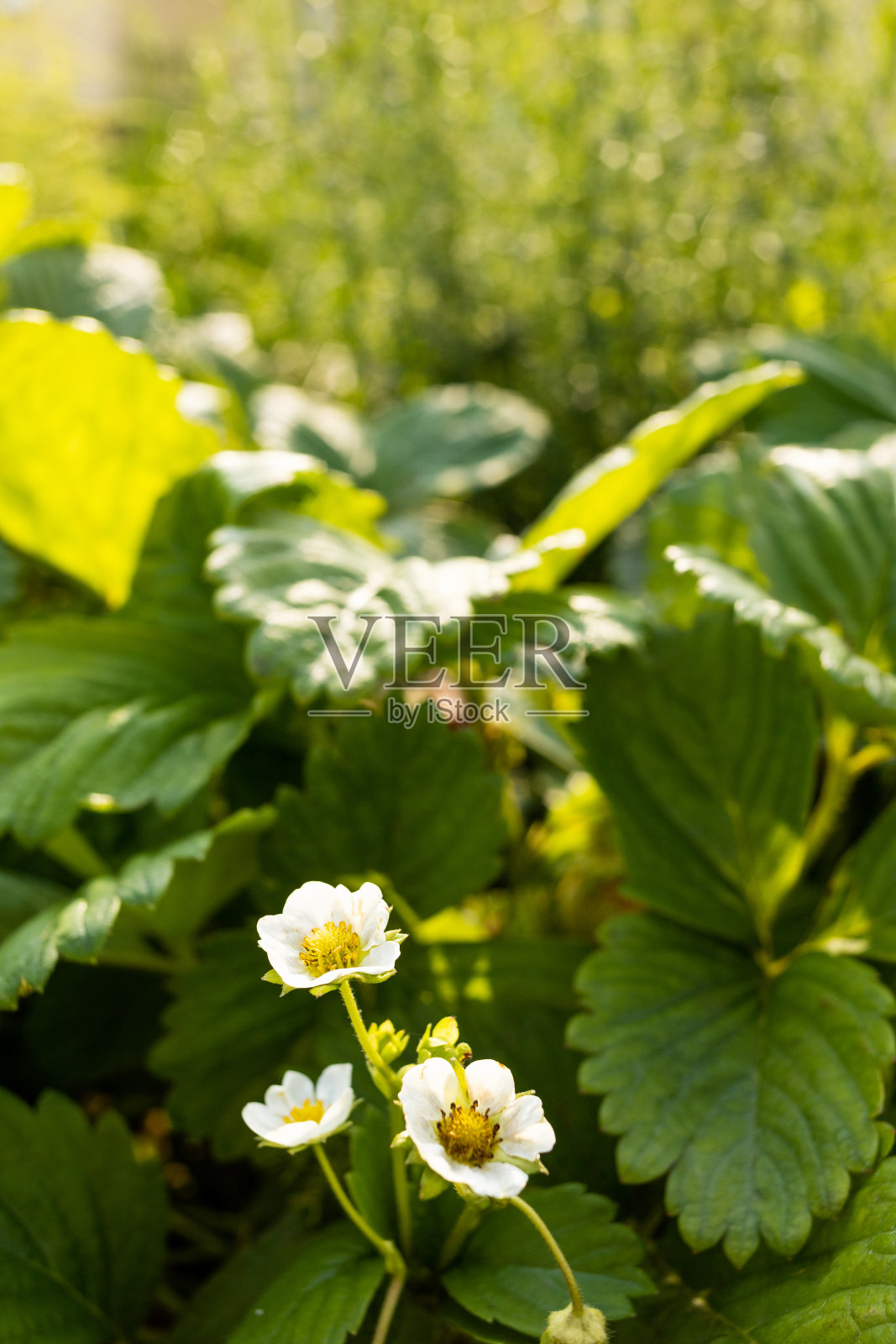 草莓丛开花的照片照片摄影图片