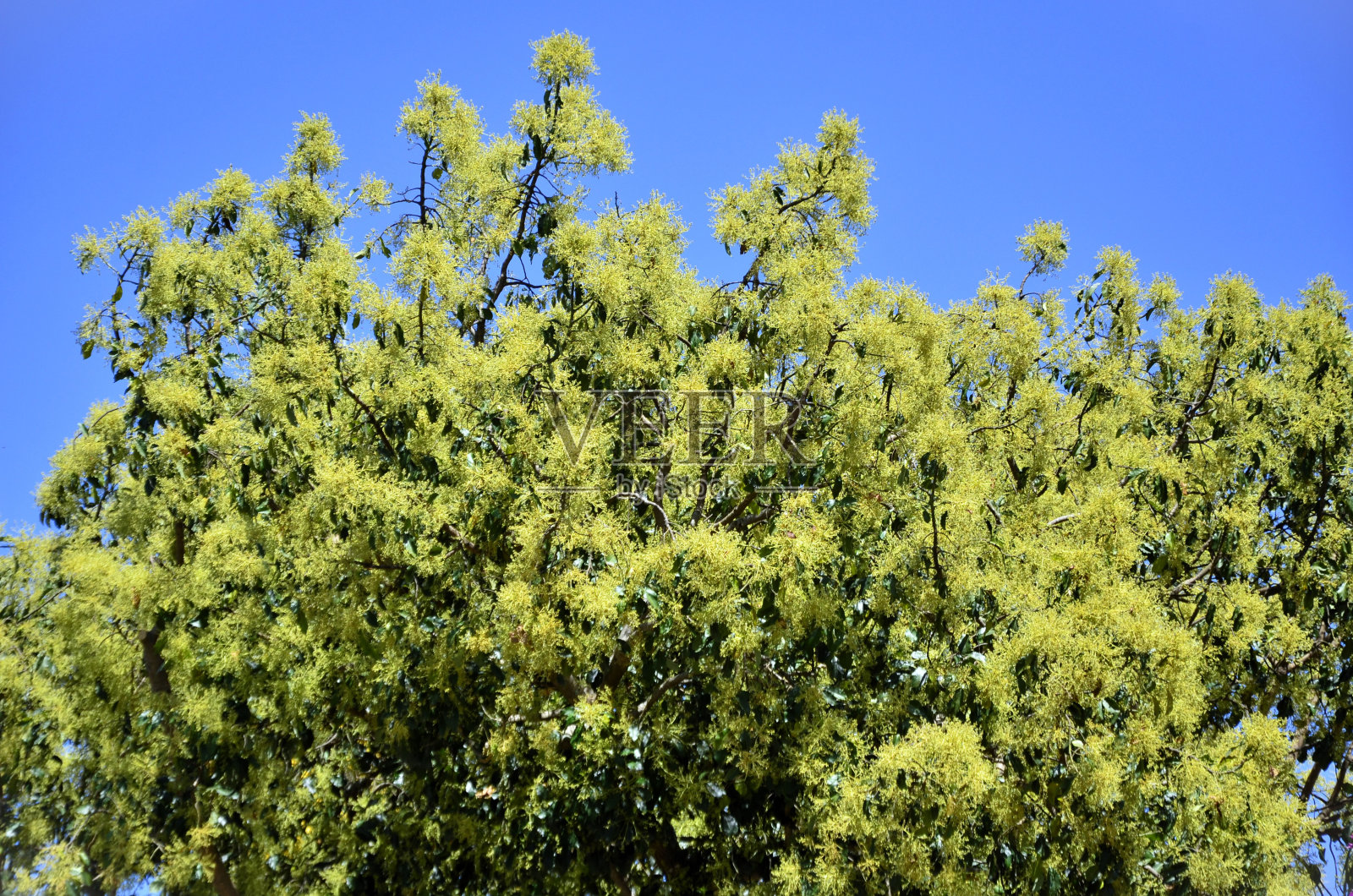 一棵开满花的美洲大柏西树照片摄影图片