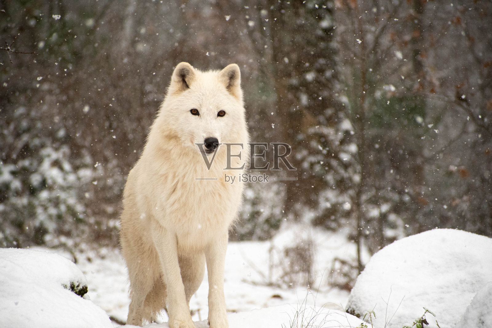 白色的狼照片摄影图片