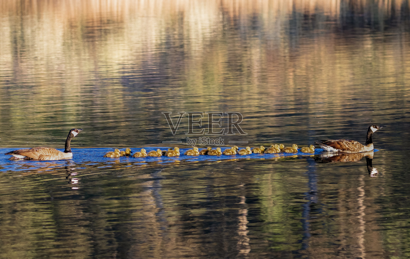 带着小鹅的鹅照片摄影图片