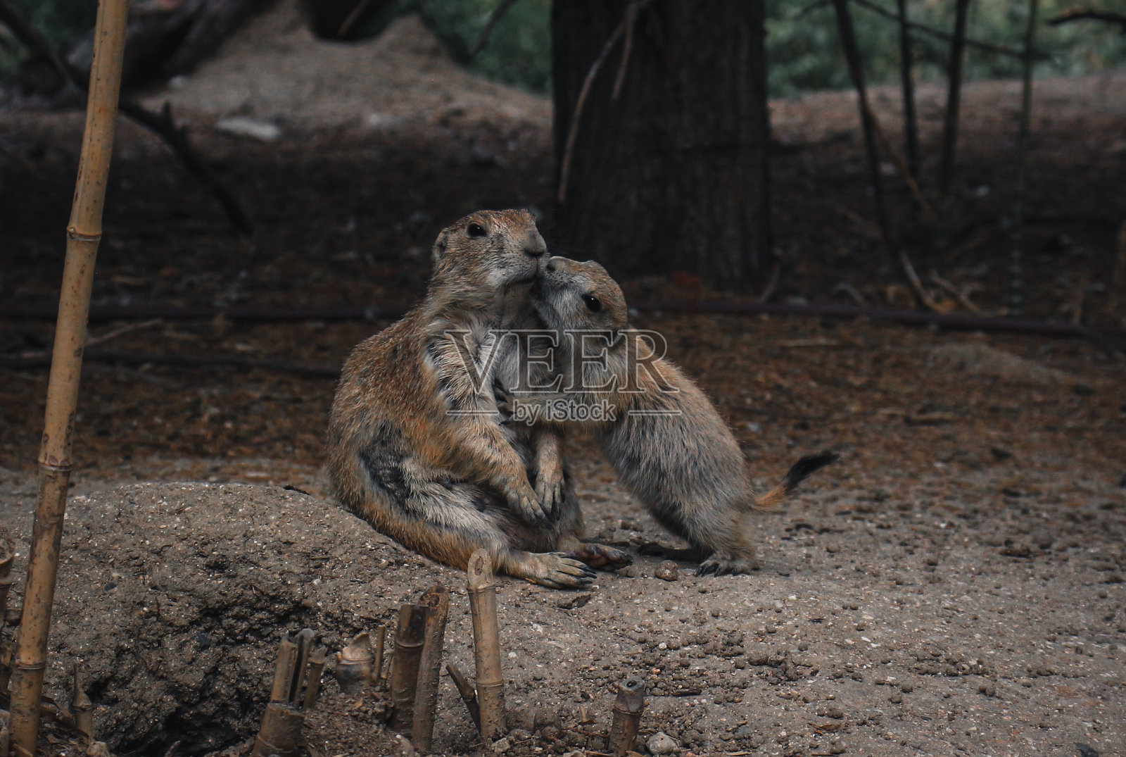 野生草原土拨鼠照片摄影图片