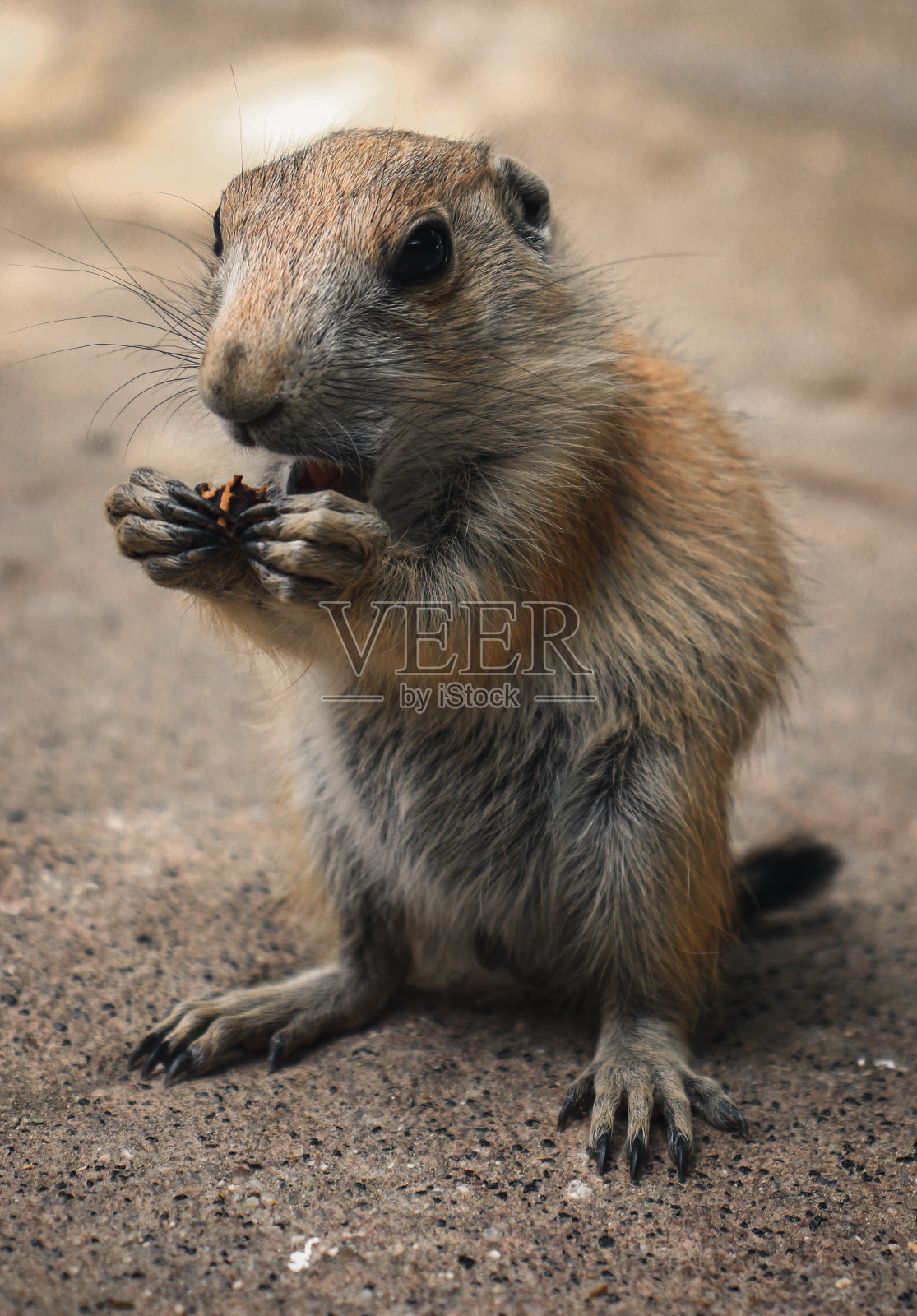 野生草原土拨鼠照片摄影图片