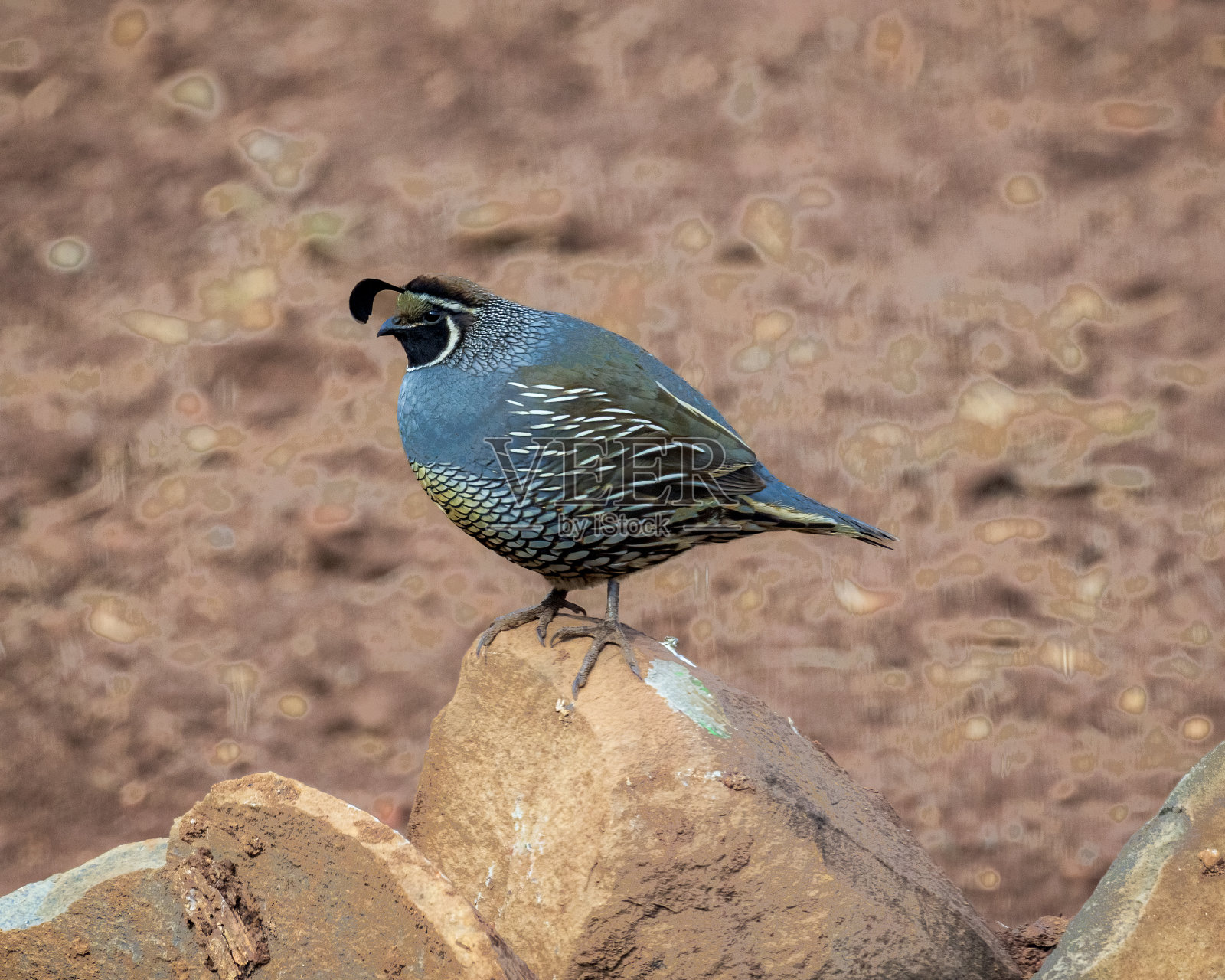 加州鹌鹑照片摄影图片