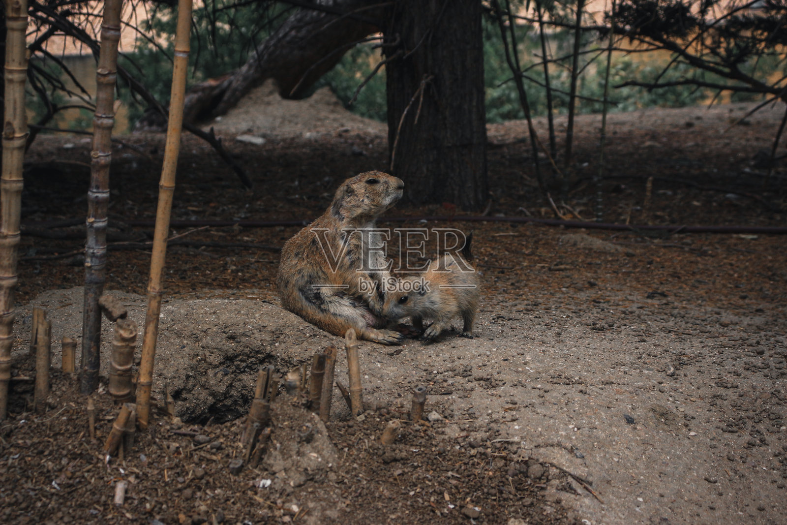 野生草原土拨鼠照片摄影图片