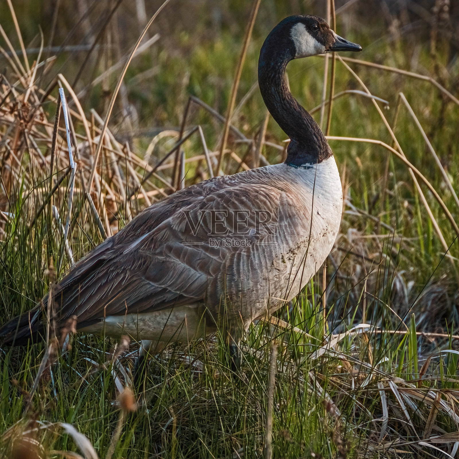 黑额黑雁照片摄影图片