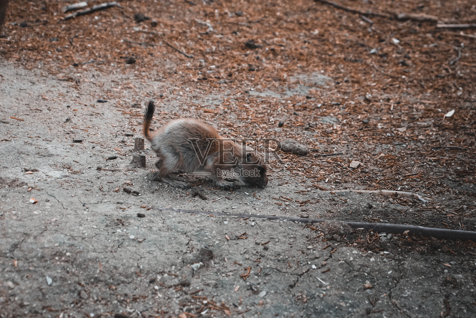 野生草原土拨鼠照片摄影图片