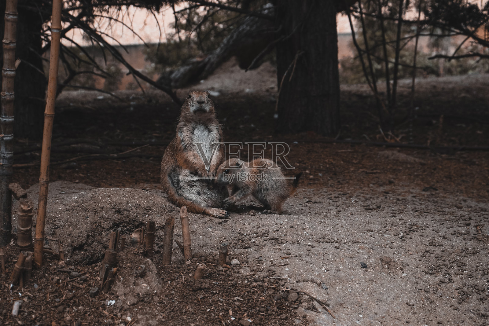 野生草原土拨鼠照片摄影图片