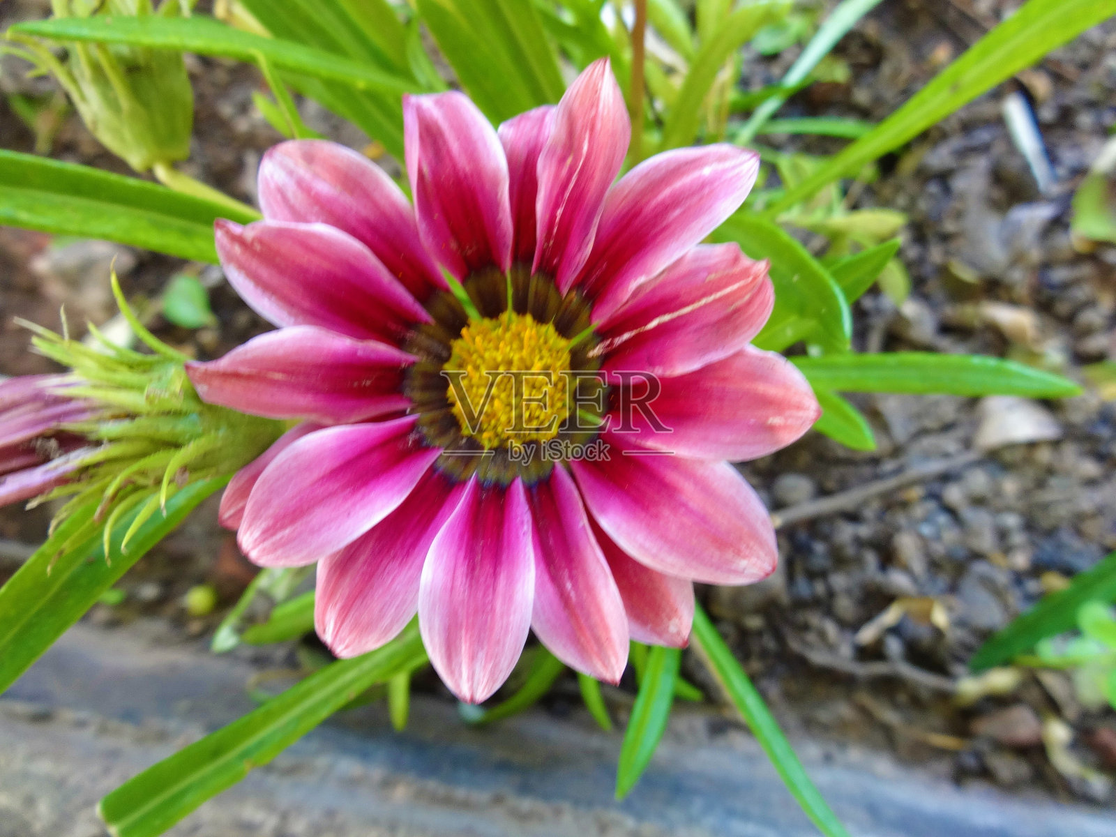 粉红色的花照片摄影图片