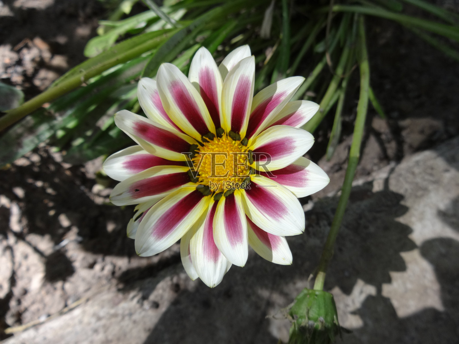 黄色的花照片摄影图片