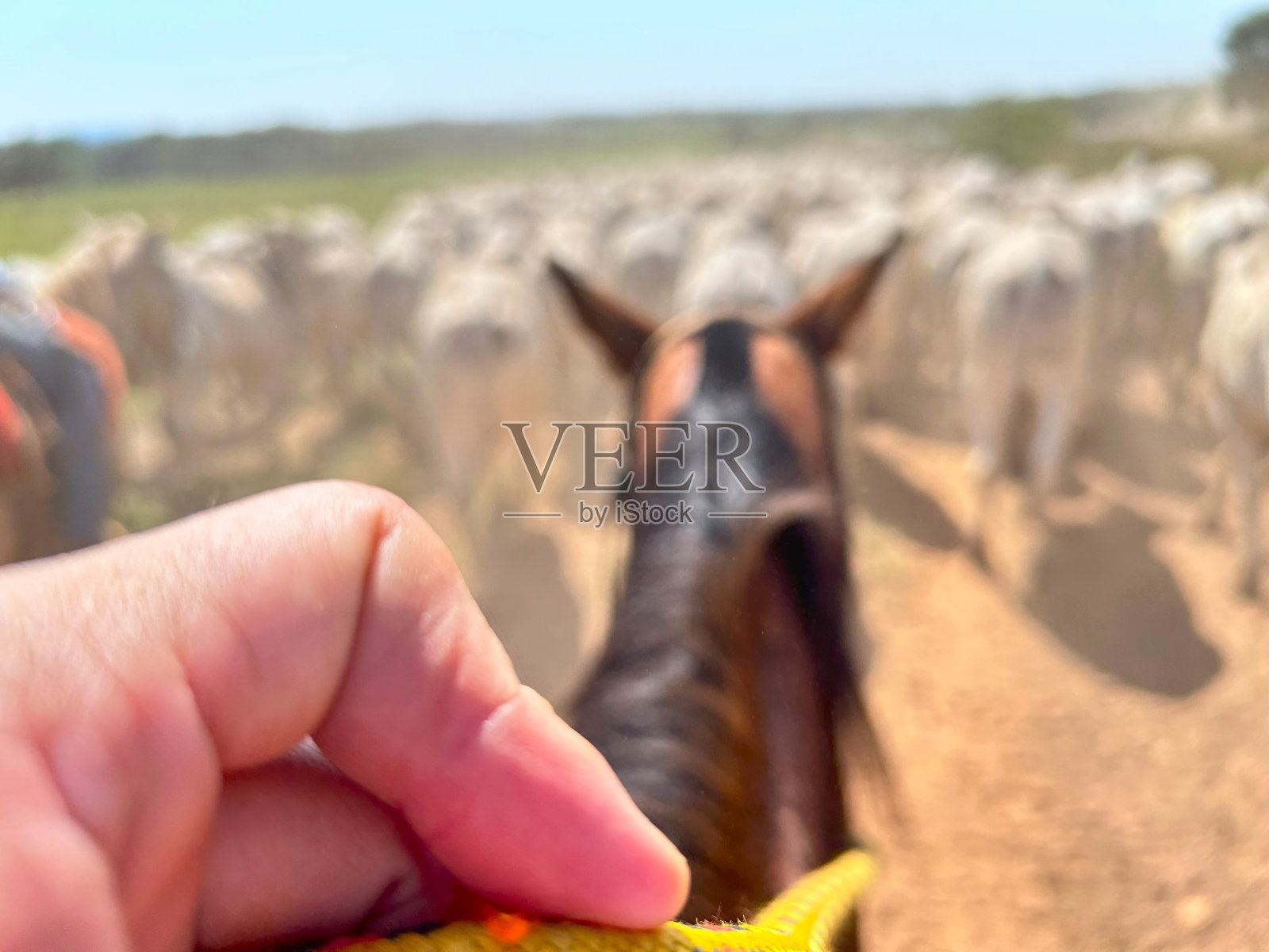 热带气候下密集生长的肉牛的美丽图像。巴西高集约化草地项目照片摄影图片