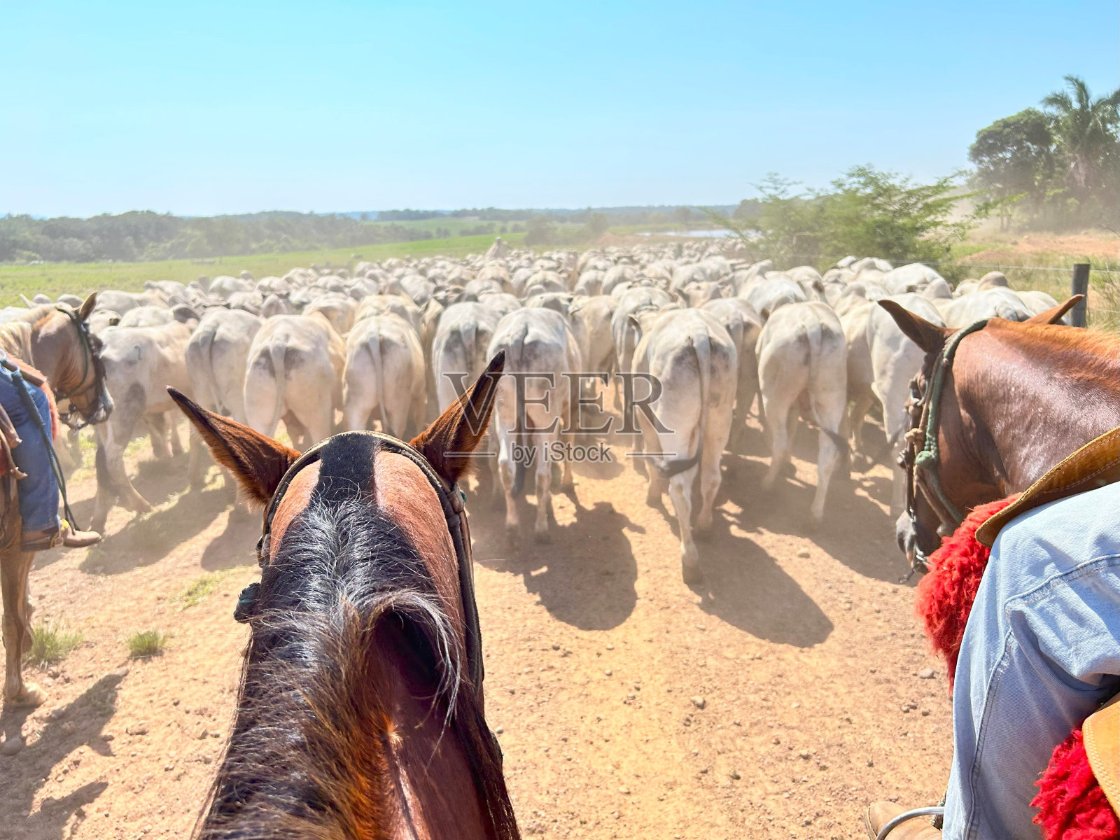 热带气候下密集生长的肉牛的美丽图像。巴西高集约化草地项目照片摄影图片