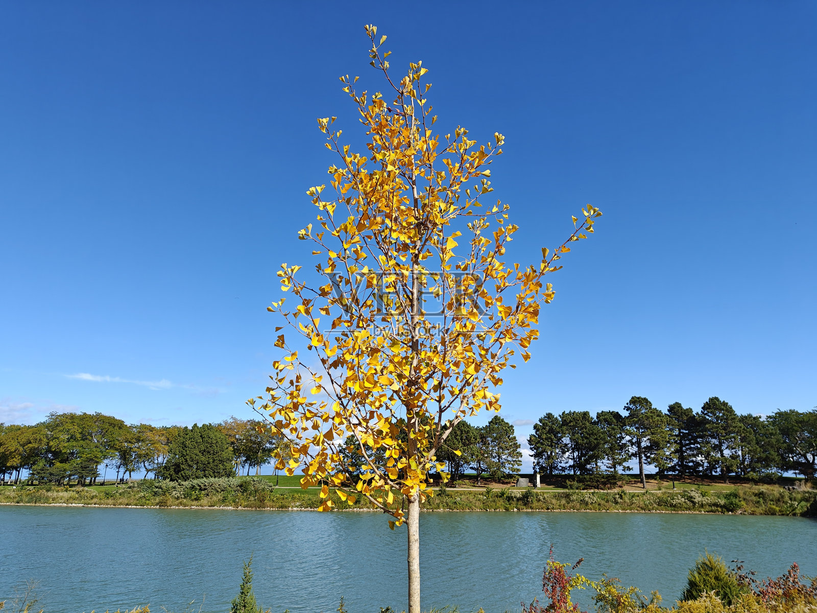 西北大学秋天照片摄影图片