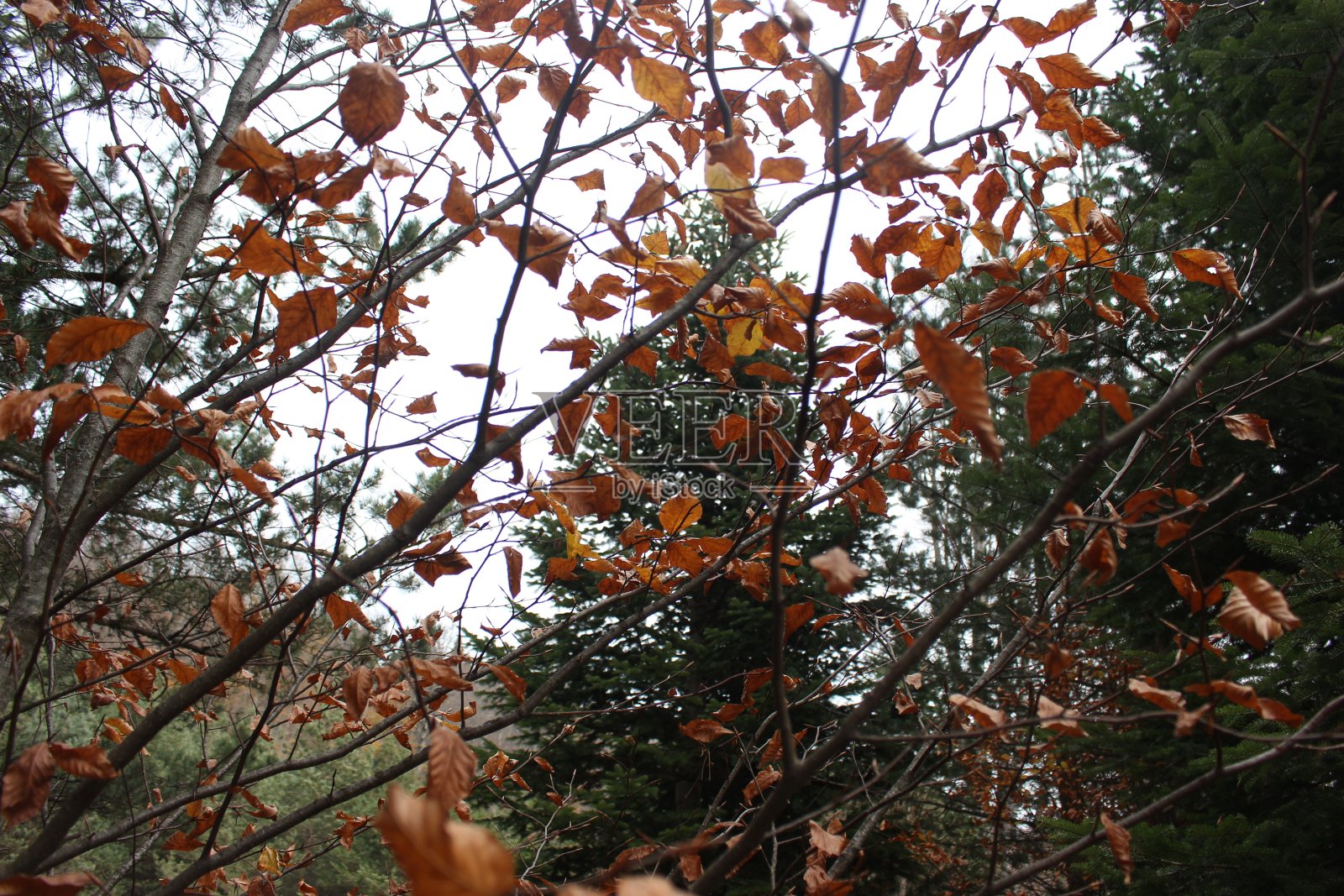 美丽的大自然和树木照片摄影图片