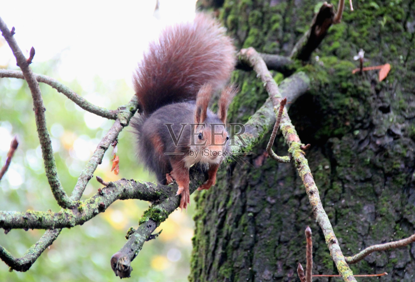 一只松鼠坐在树枝上的照片照片摄影图片