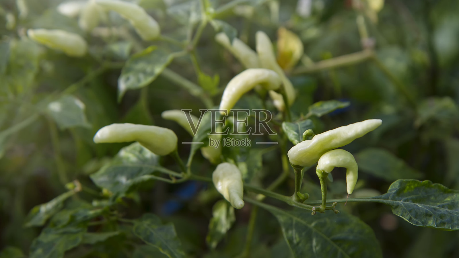 农田里的黄色生辣椒植物照片摄影图片