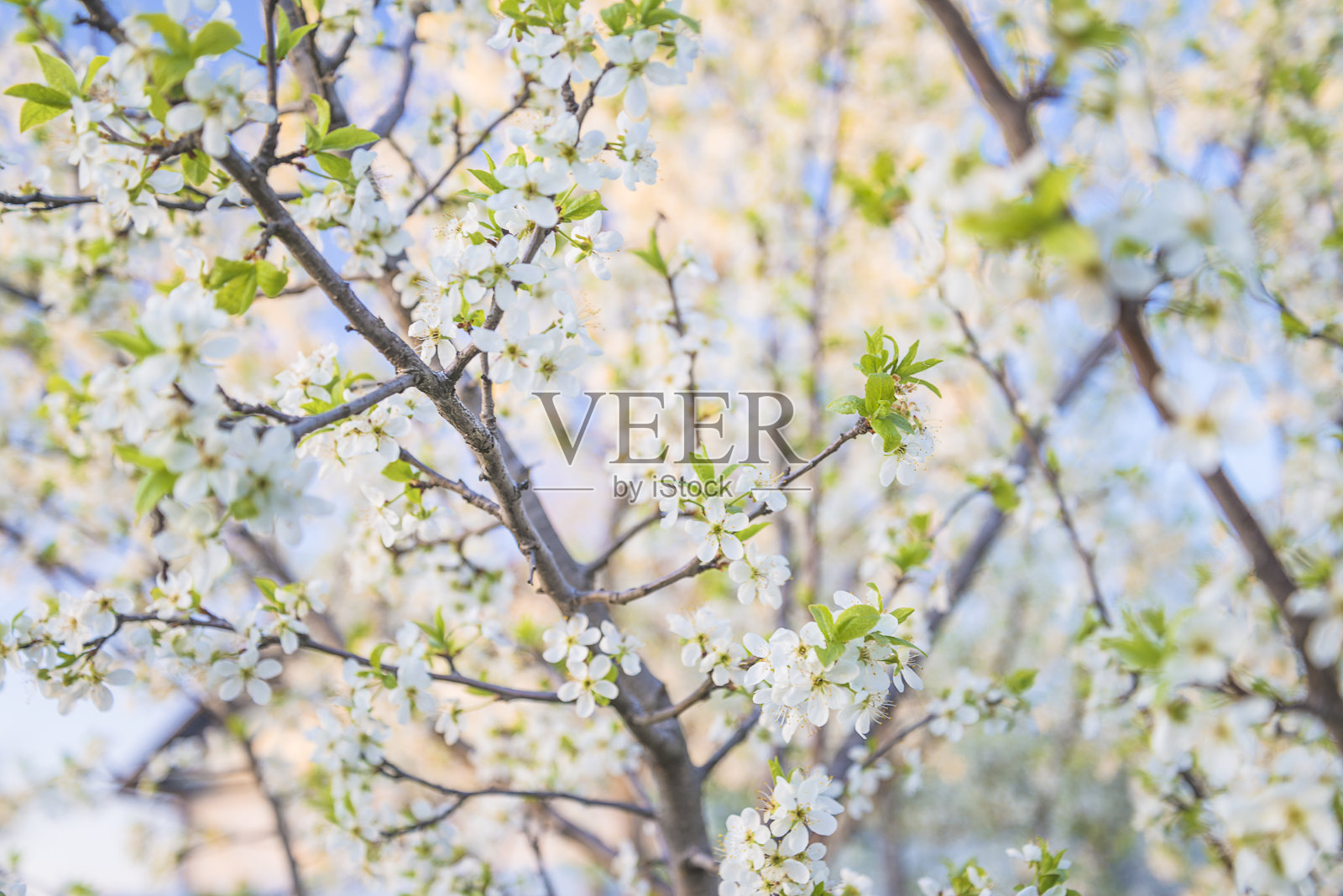 樱花在阳光明媚的春日绽放照片摄影图片