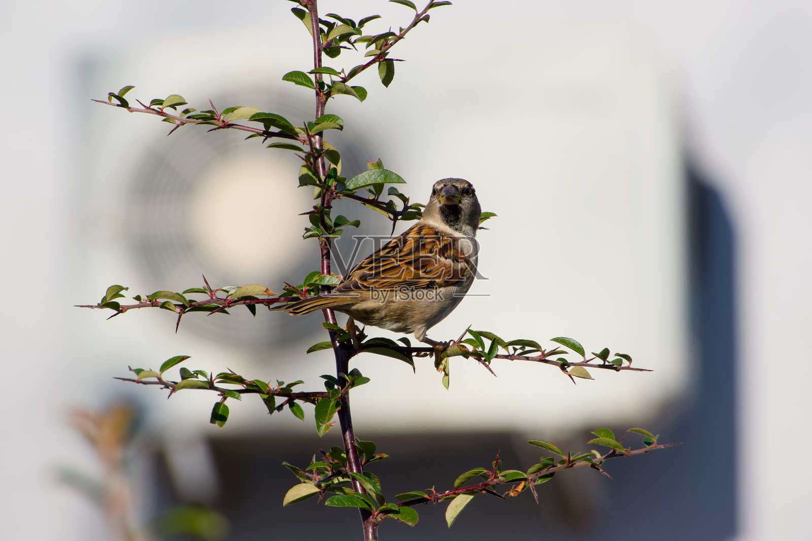 近距离家雀照片摄影图片