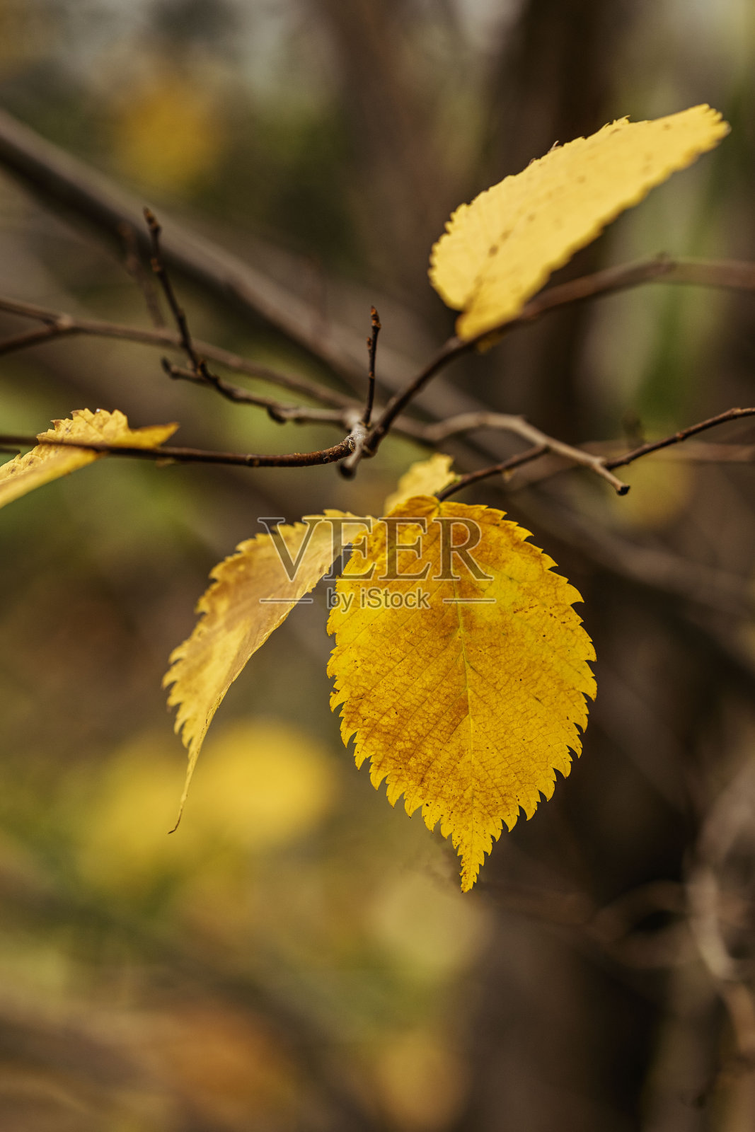 最后的黄叶挂在树枝上，自然模糊的背景，秋天的林地照片摄影图片