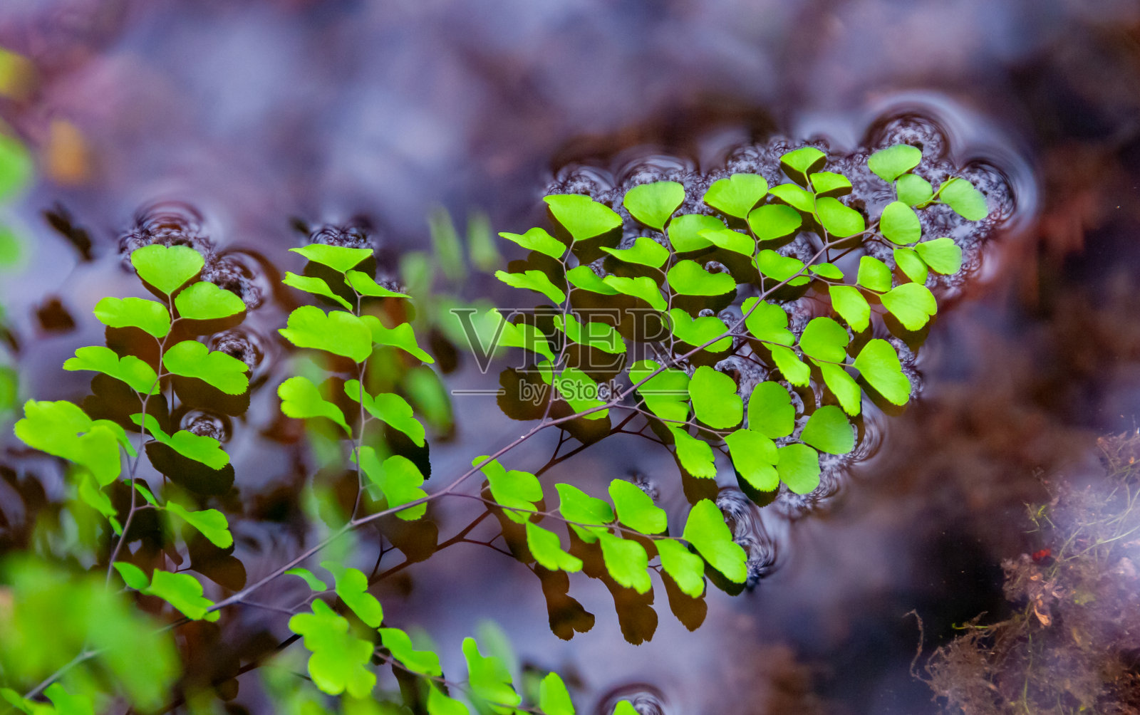 美国德克萨斯州加纳州立公园，河岸附近生长的蕨类植物的绿叶照片摄影图片